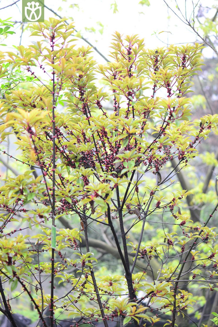 图片信息-kingdonia-植物云数据