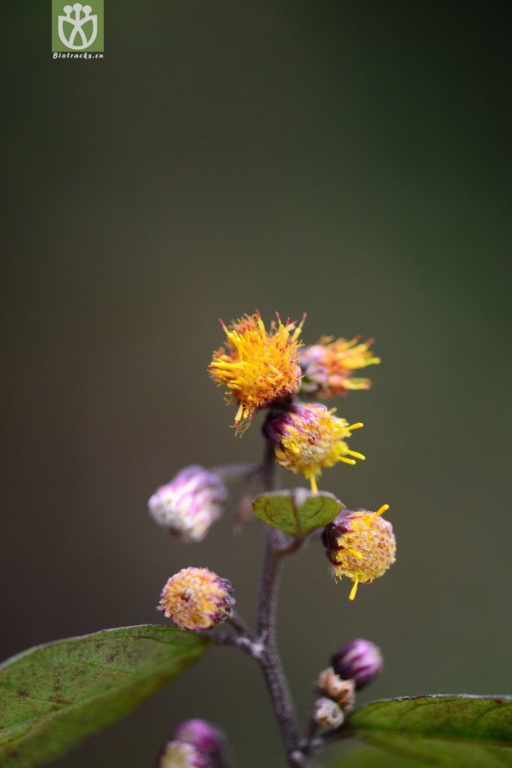 东风草(blumea megacephala) (4).jpg 相邻时间拍摄的照片      张