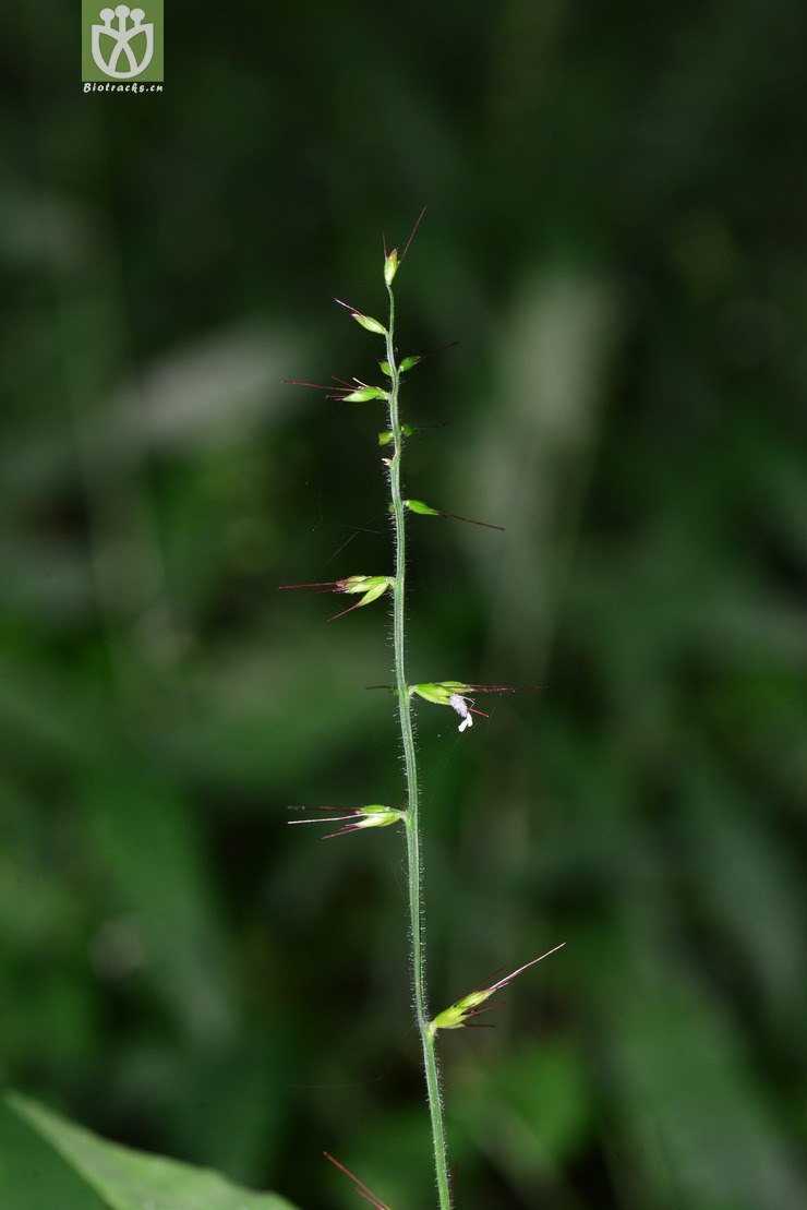 求米草(oplismenus undulatifolius) (4).