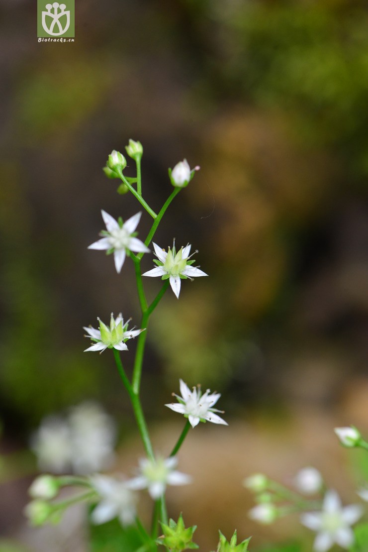 细叶景天(sedum elatinoides) (5).jpg