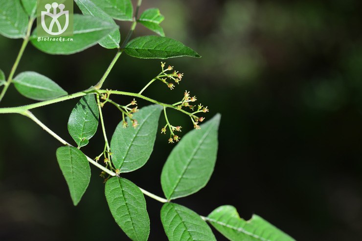 毛叶花椒(zanthoxylum bungeanum var. pubescens) (2).