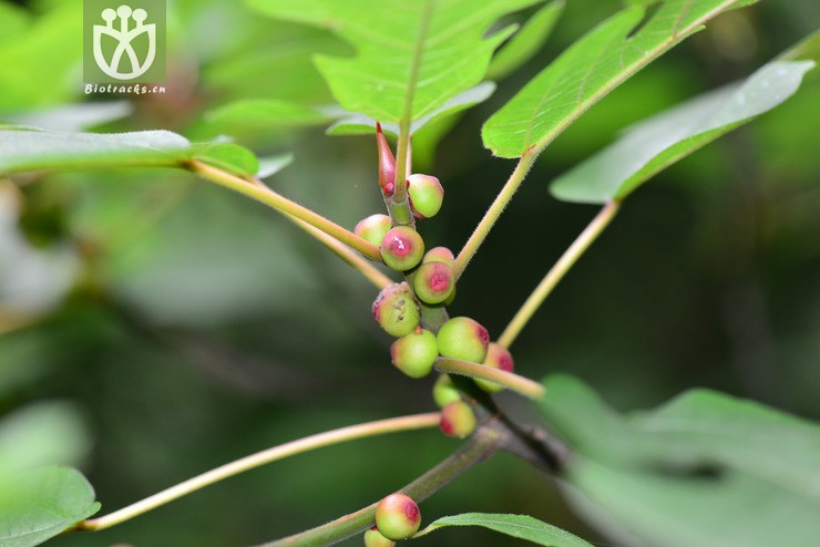 异叶榕(ficus heteromorpha) (5).jpg 相邻时间拍摄的照片     张