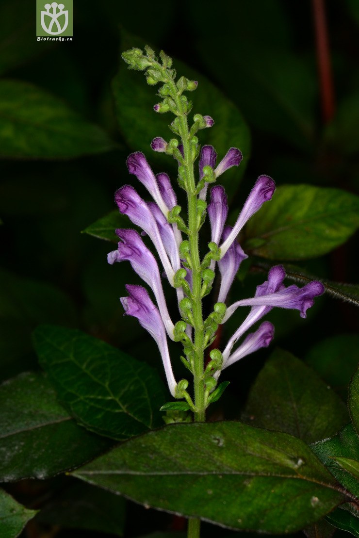 钝叶黄芩(scutellaria obtusifolia) (15).