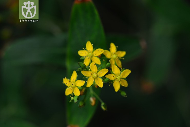 元宝草(hypericum sampsonii) (4)jpg 相邻时间拍摄的照片      张