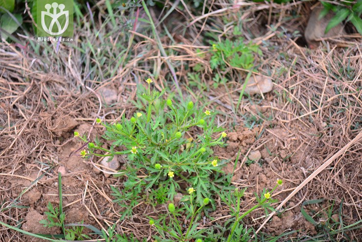 茴茴蒜(ranunculus chinensis) (0).jpg