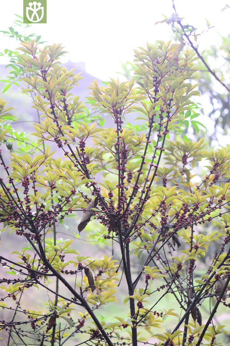 异叶榕(ficus heteromorpha) (1).jpg 相邻时间拍摄的照片      张