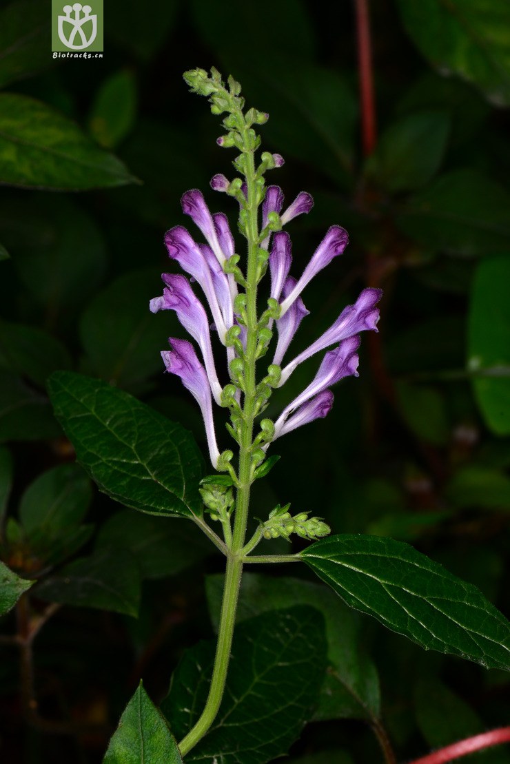 钝叶黄芩(scutellaria obtusifolia) (16).
