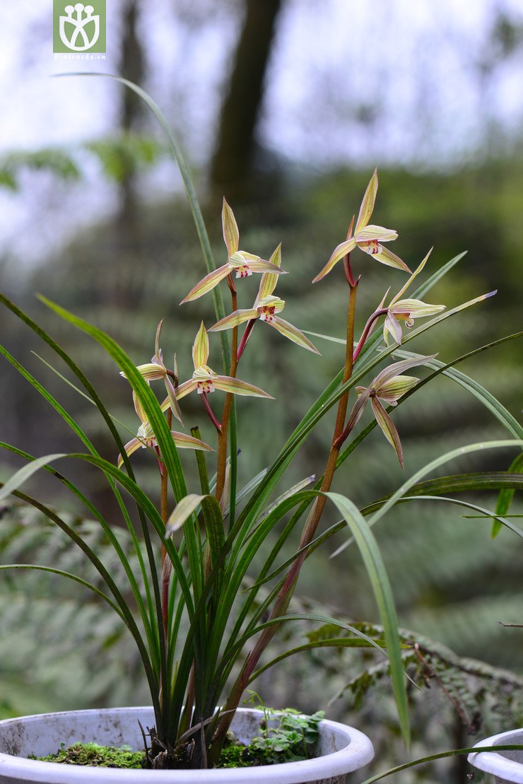春剑(cymbidium tortisepalum var. longibracteatum) (10).jpg