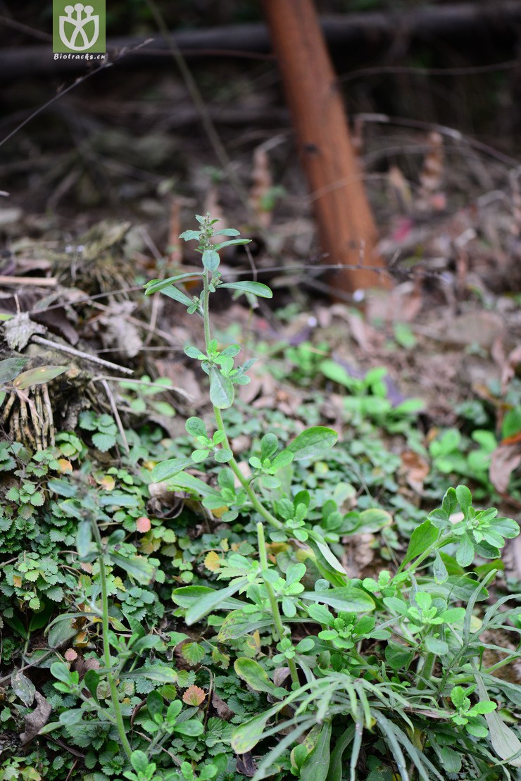 匙叶鼠麴草(gnaphalium pensylvanicum) (5)