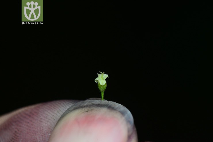 细齿叶柃(eurya nitida) (2).jpg