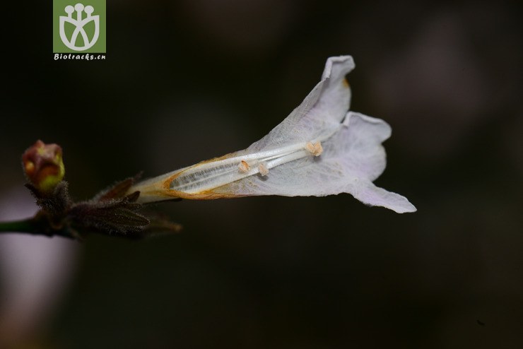 球花马蓝(strobilanthes dimorphotricha) (7).