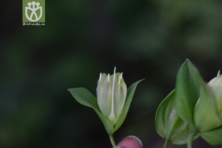 二苞黄精(polygonatum involucratum) (6).jpg
