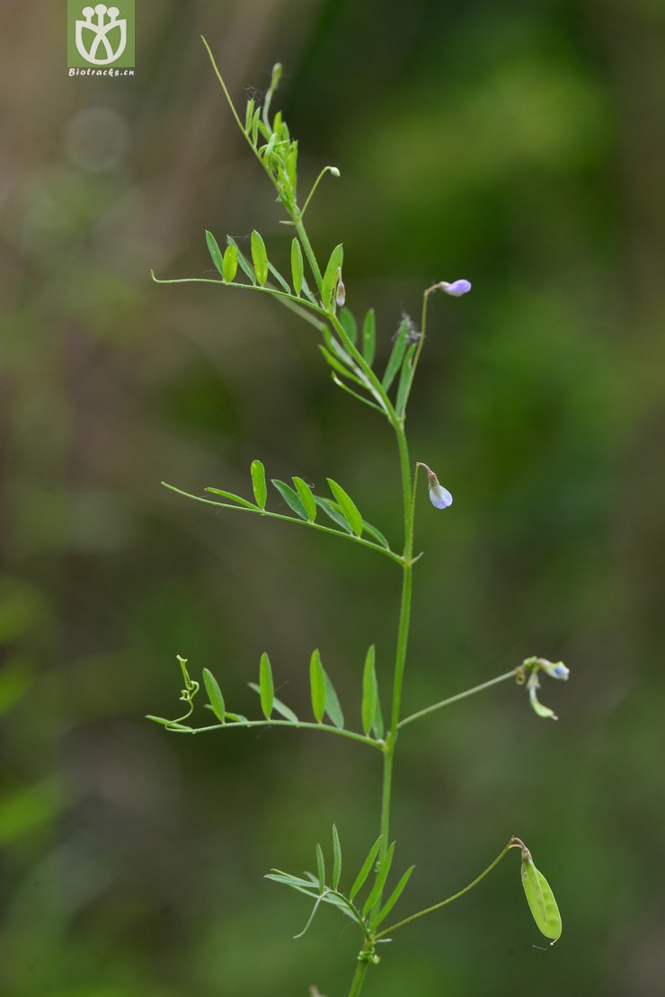 四籽野豌豆(vicia tetrasperma) (6).jpg 相邻时间拍摄的照片      张