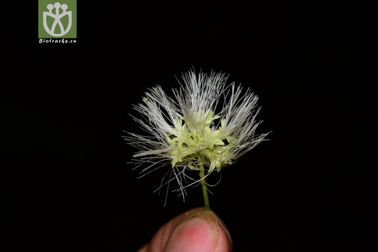 亮叶猴耳环(abarema lucida) (6).jpg 相邻时间拍摄的照片      张