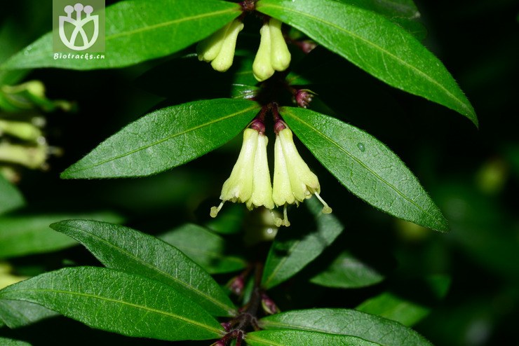 蕊帽忍冬(lonicera pileata) (15).jpg 相邻时间拍摄的照片      张