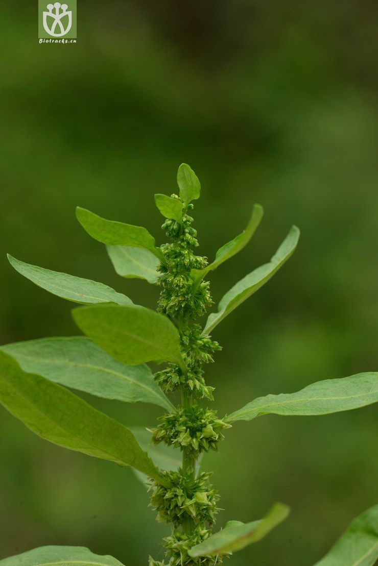 长刺酸模(rumex trisetifer(2.jpg 相邻时间拍摄的照片 张