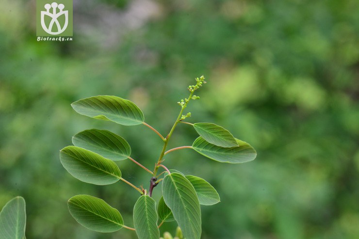 勾儿茶(berchemia sinica) (1).jpg 相邻时间拍摄的照片      张