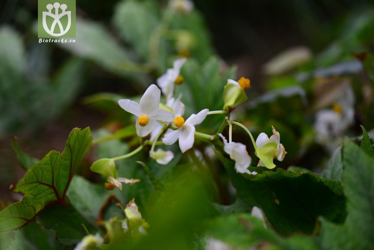 掌裂叶秋海棠(begonia pedatifida) (1).