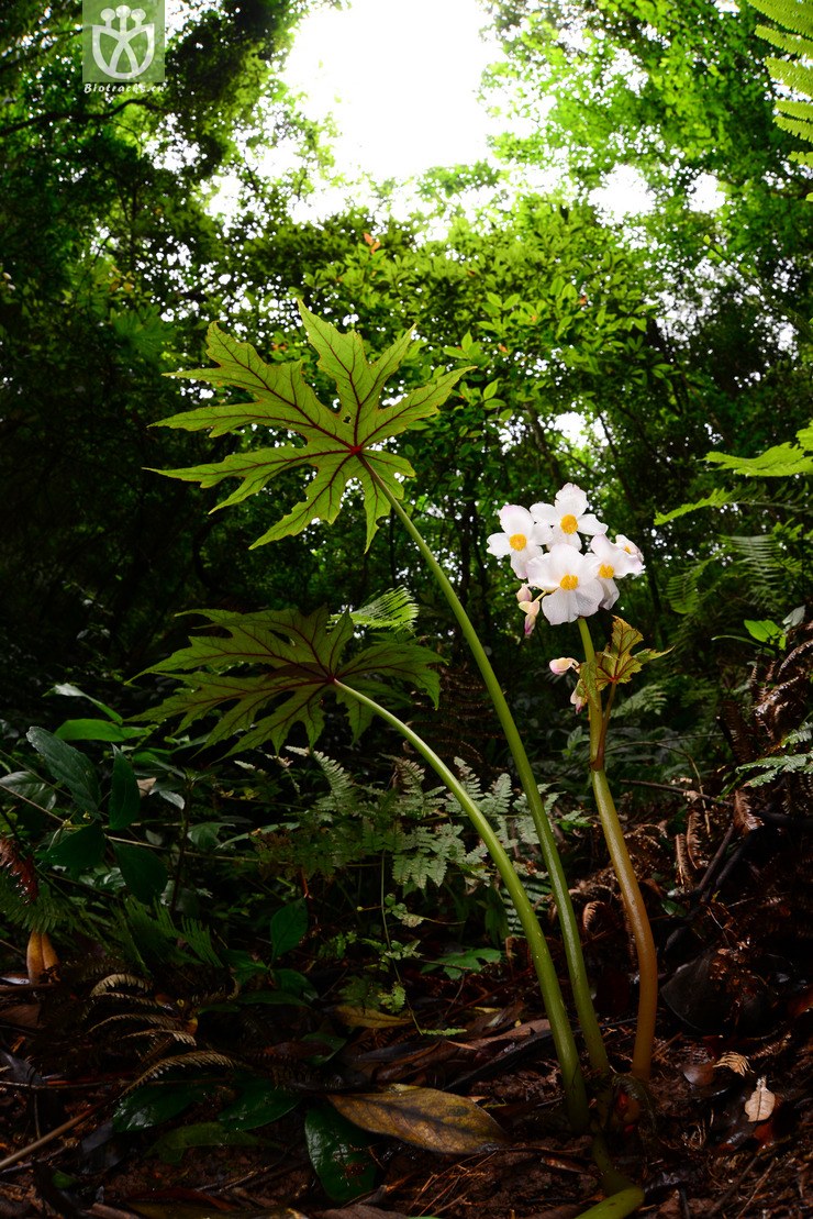 掌裂叶秋海棠(begonia pedatifida) (35).