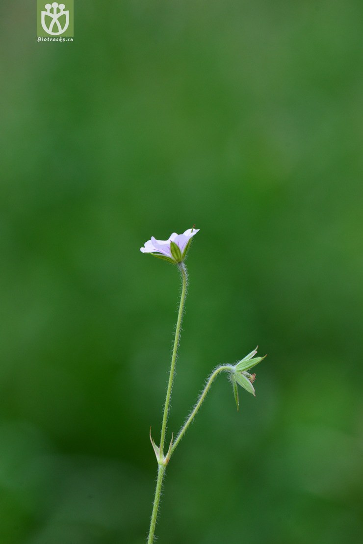 尼泊尔老鹳草(geranium nepalense) (1).
