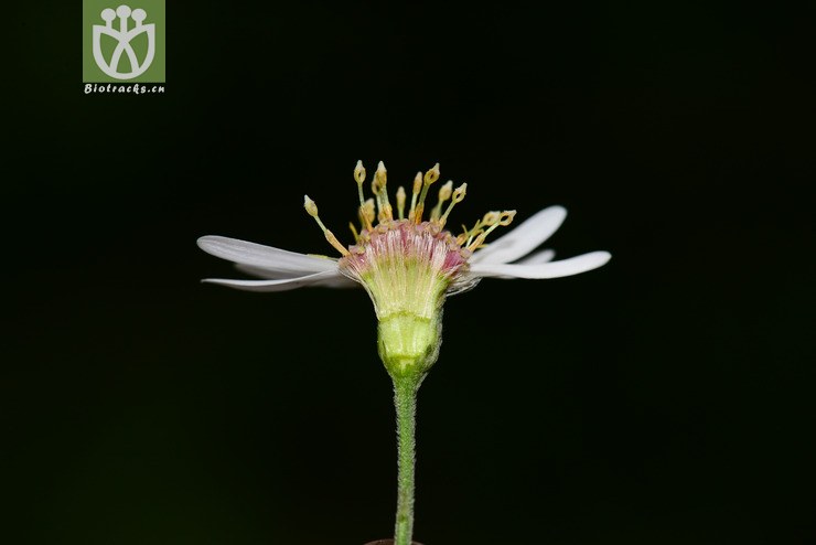 川鄂紫菀(aster moupinensis)? (9).jpg