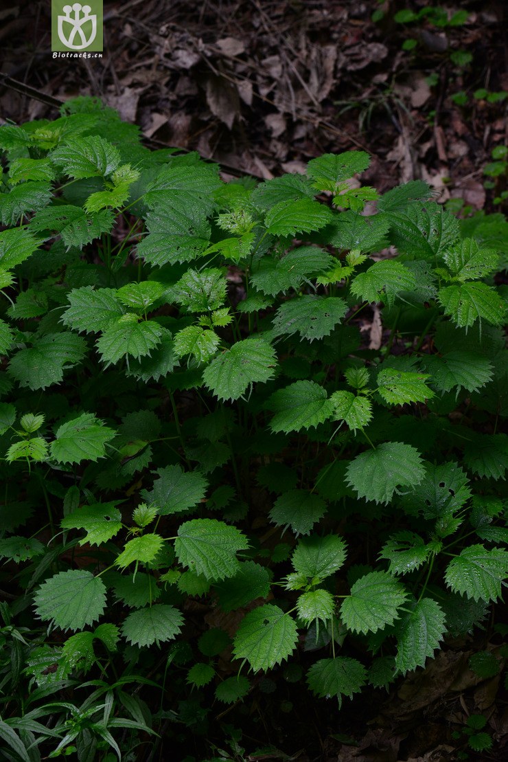 艾麻(laportea cuspidata) (7).jpg 相邻时间拍摄的照片     张