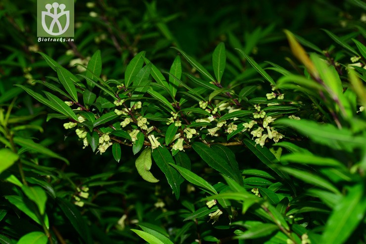 图片信息-kingdonia-植物云数据