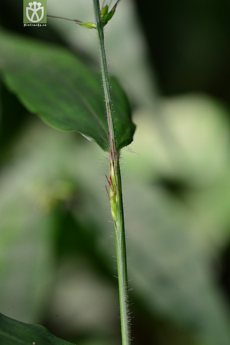 求米草(oplismenus undulatifolius) (8).