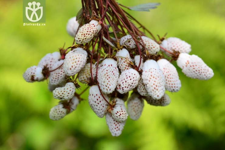 五叶草莓(fragaria pentaphylla) (14).jpg