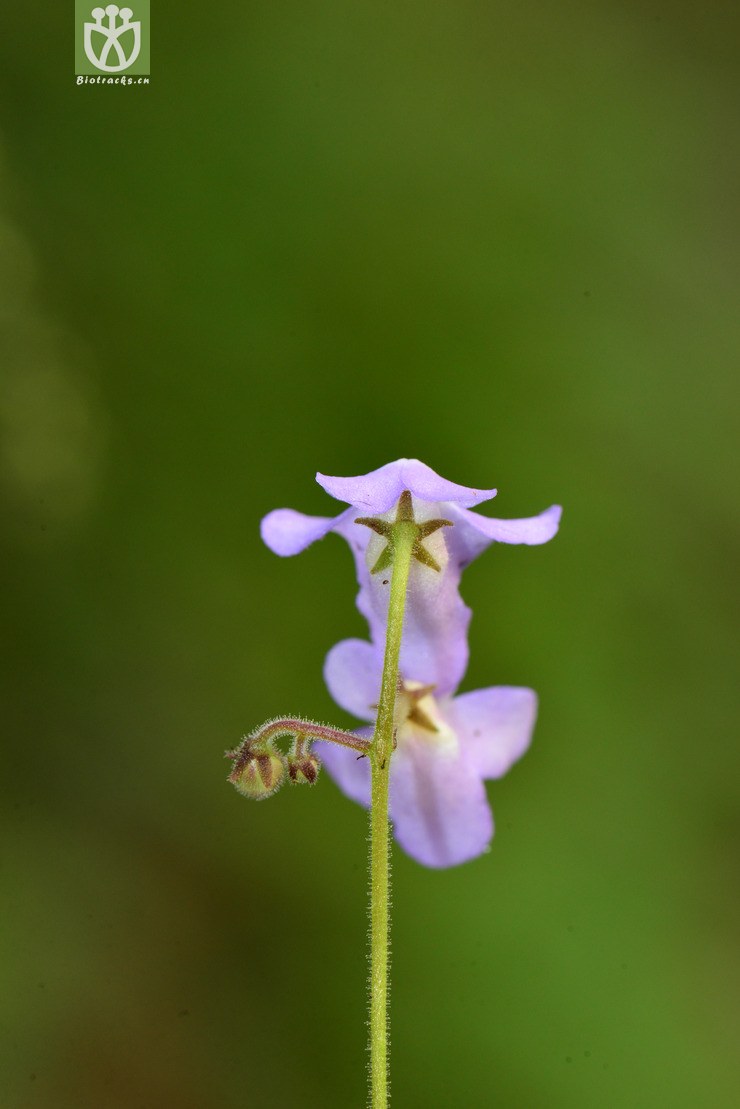 旋蒴苣苔(boea hygrometrica) (14).jpg 相邻时间拍摄的照片      张