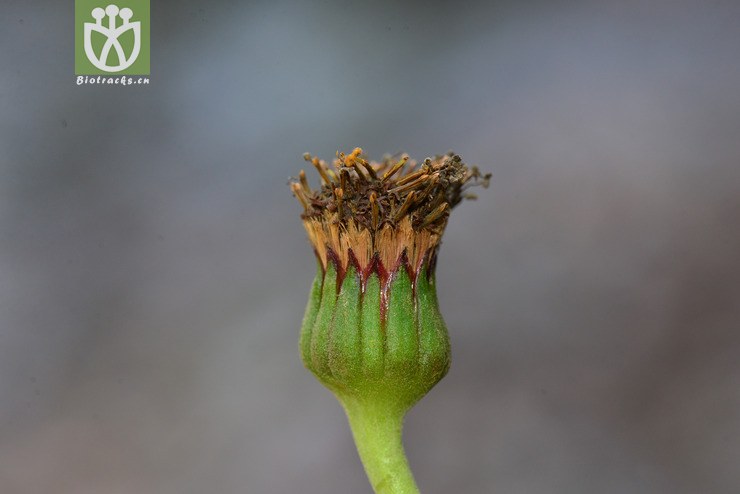 齿叶橐吾(ligularia dentata) (15).jpg 相邻时间拍摄的照片      张