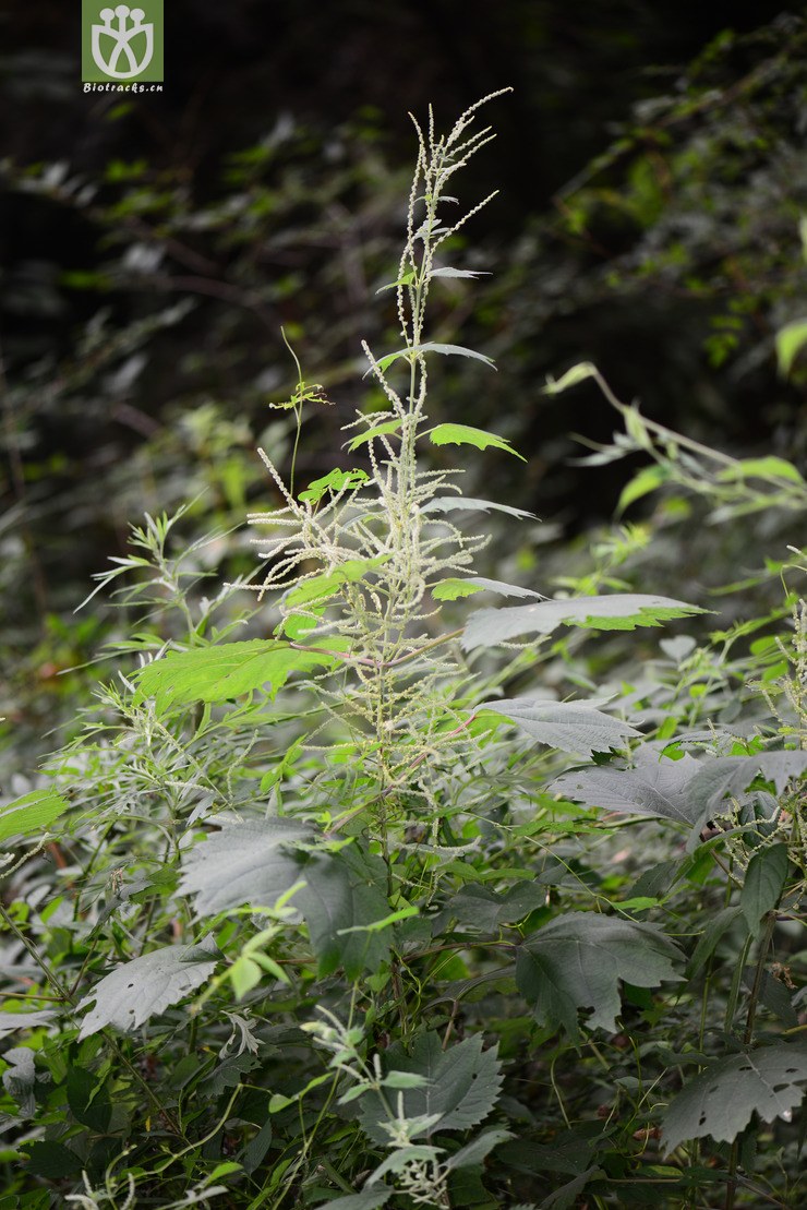 45% 悬铃叶苎麻(boehmeria tricuspis) (11).jpg