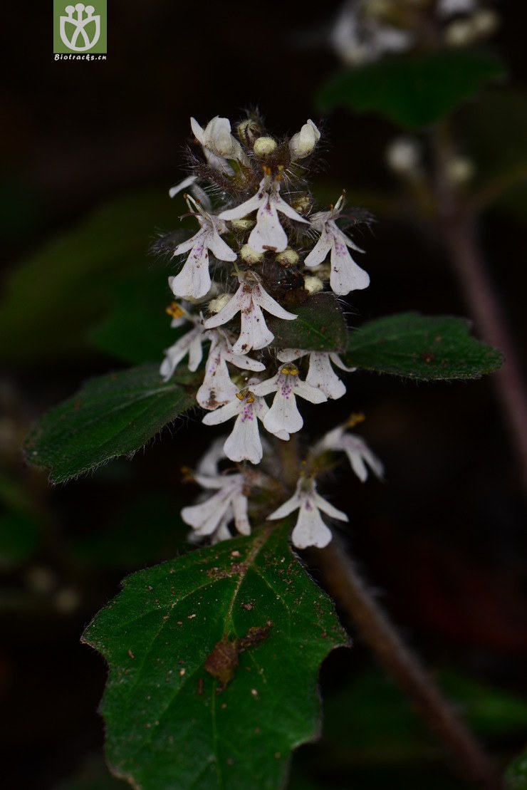 紫背金盘(ajuga nipponensis) (2).jpg 相邻时间拍摄的照片      张