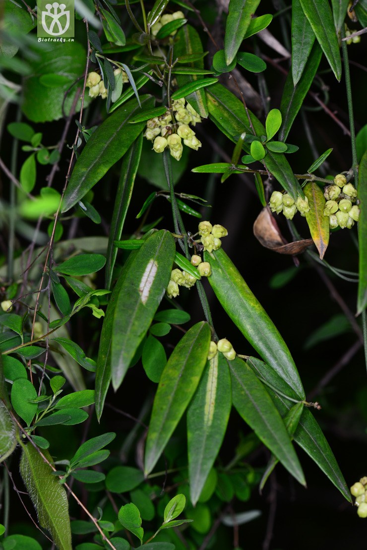 图片信息-kingdonia-植物云数据