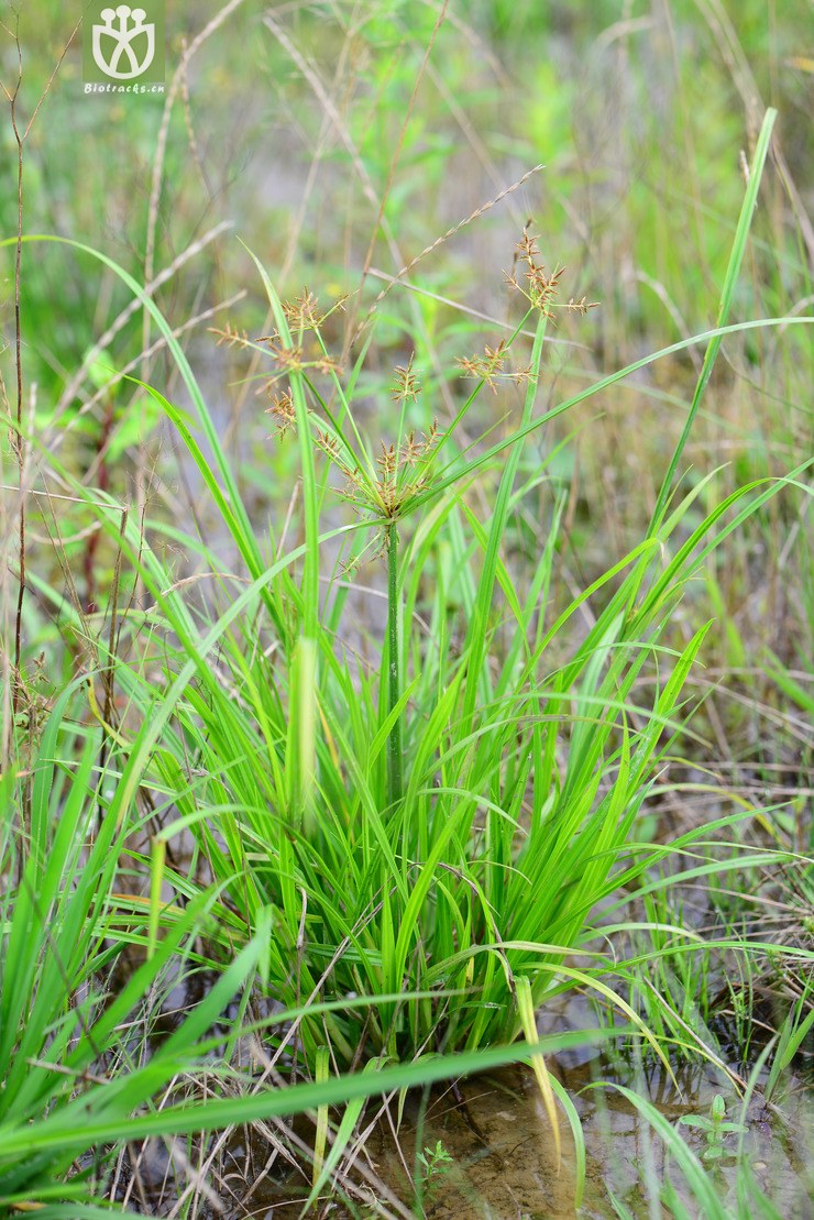 三轮草(cyperus orthostachyus) (0).jpg 相邻时间拍摄的照片      张