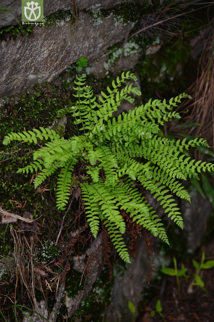 耳羽岩蕨(woodsia polystichoides) (4).