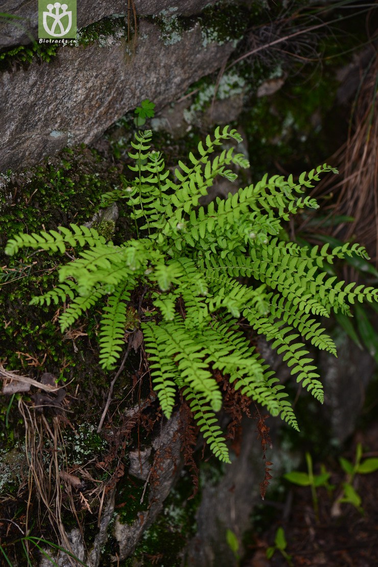 耳羽岩蕨(woodsia polystichoides(4.