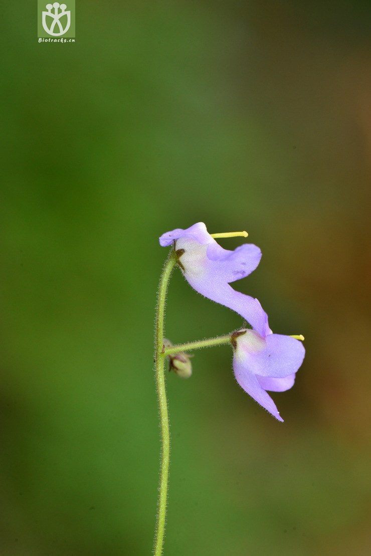旋蒴苣苔(boea hygrometrica) (13).jpg 相邻时间拍摄的照片      张