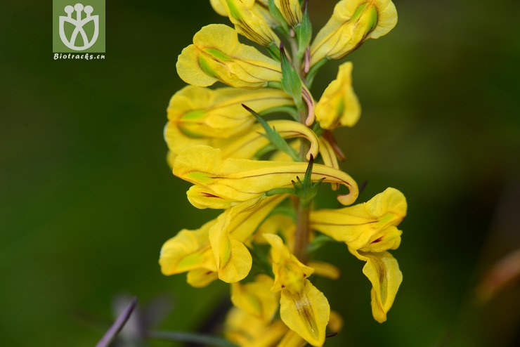 条裂黄堇(corydalis linarioides(12.