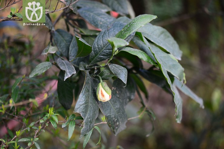 夜香木蘭(lirianthe coco) (0).jpg 相鄰時間拍攝的照片 張