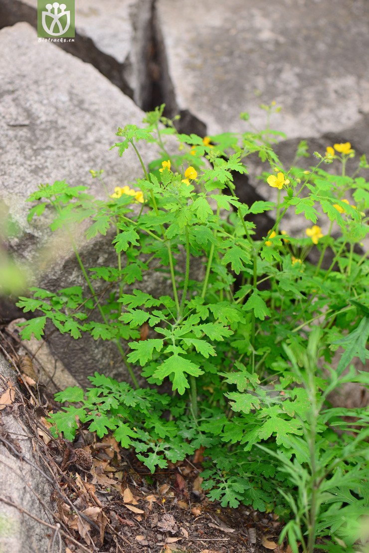 白屈菜(chelidonium majus) (9).jpg 相鄰時間拍攝的照片 張