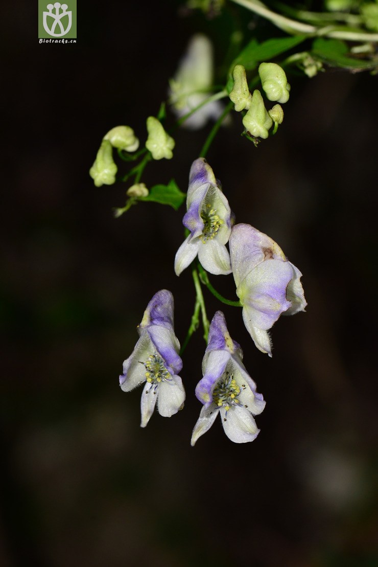 瓜叶乌头(aconitum hemsleyanum) (0).jpg