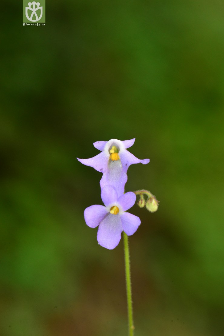 旋蒴苣苔(boea hygrometrica) (15).jpg 相邻时间拍摄的照片      张