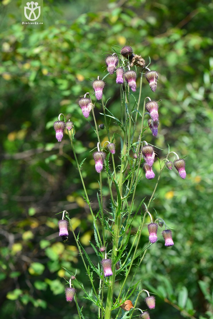 烟管蓟(cirsium pendulum) (11).jpg 相邻时间拍摄的照片      张