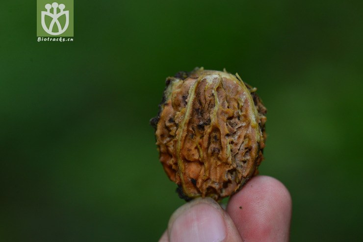胡桃楸(juglans mandshurica) (1).jpg 相邻时间拍摄的照片      张