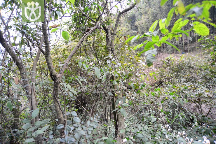 球花马蓝(strobilanthes dimorphotricha) (23).