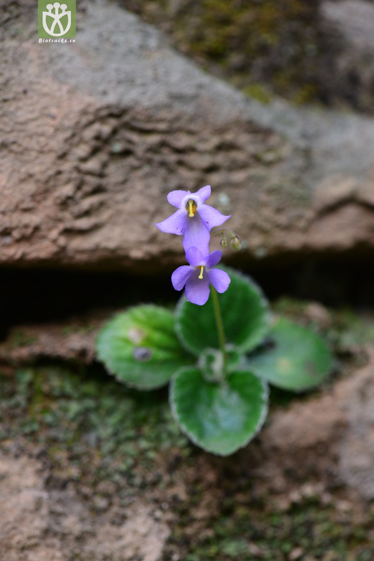 旋蒴苣苔(boea hygrometrica) (11).jpg 相邻时间拍摄的照片      张