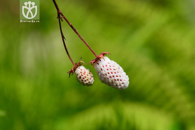 五叶草莓(fragaria pentaphylla) (5).jpg