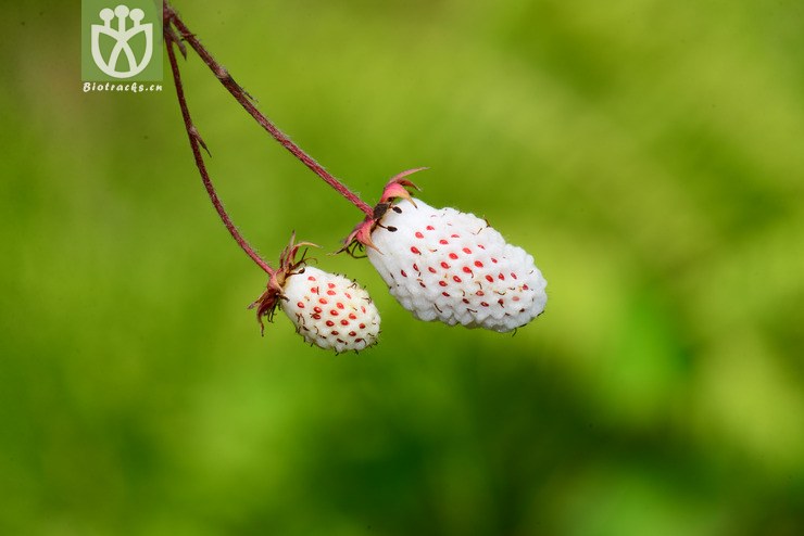 五叶草莓(fragaria pentaphylla) (7).jpg
