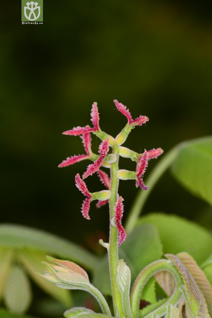 胡桃楸(juglans mandshurica) (6)jpg 相邻时间拍摄的照片      张